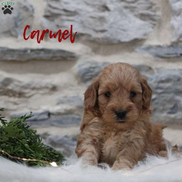 Carmel, Mini Goldendoodle Puppy